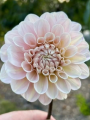 Pink Sweet Nathalie
