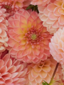 Dahlia 'L.A.T.E'