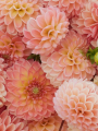 l.a.t.e dahlia