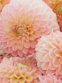 L.A.T.E DAHLIA