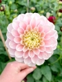 Wizard of Oz dahlia