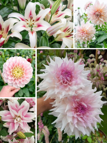 'Luke's Frilly Floral' Collection