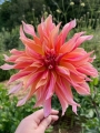 Dahlia Labyrinth