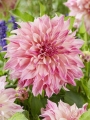 Dahlia Cafe au Lait Royal 