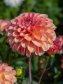 Sebastian Dahlia