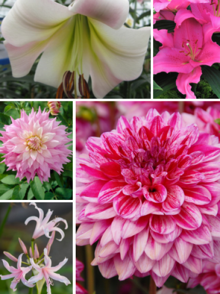'Pink n Mix' Collection