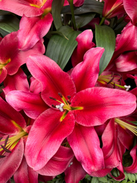Lily 'Lasting Love'