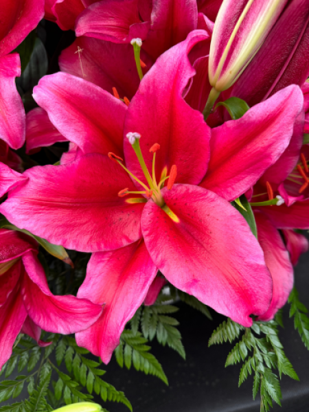 Lily 'Jacksonville' 