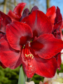 Red Lion Amaryllis