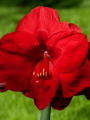 Red Lion Amaryllis