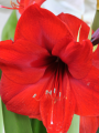 Red Lion Amaryllis