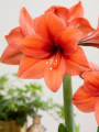 Amaryllis 'Rilona'