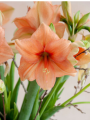 Rilona Amaryllis
