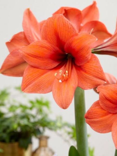 Amaryllis 'Rilona'