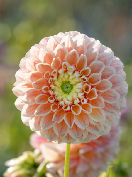 Dahlia 'Sweet Suzanne'