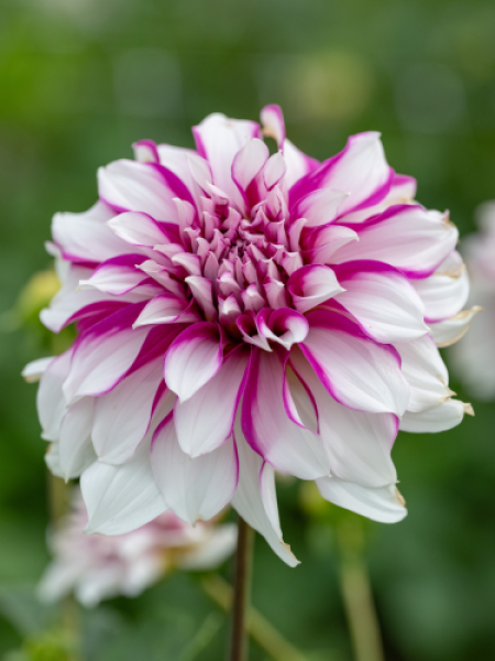 Dahlia 'Radegast'