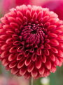 Copper Boy Dahlia