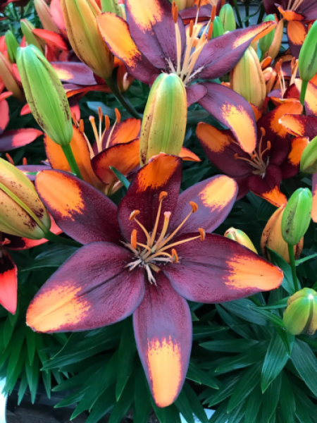 Lily 'Tiny Lion'