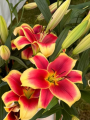 Oriental Lily Flavia