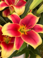 Lily 'Flavia'
