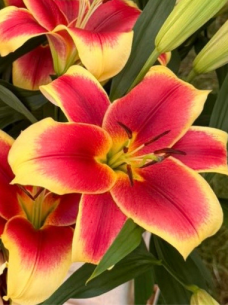 Lily 'Flavia'