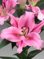Lily 'Trocadero'