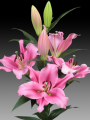 Oriental Trumpet Pink Lily Trocadero