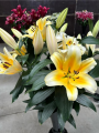Yellow Oriental Trumpet Lily Be Mine