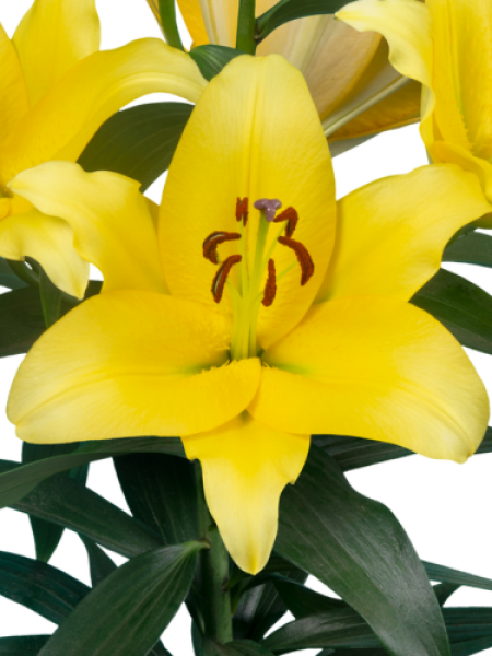 Lily 'Bolt'