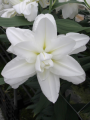 Double Oriental Lily Arosa