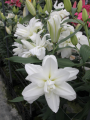 Double Oriental Lily Arosa