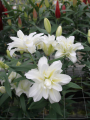 Lily 'Arosa'