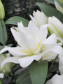 Blizzard Double Oriental Lily