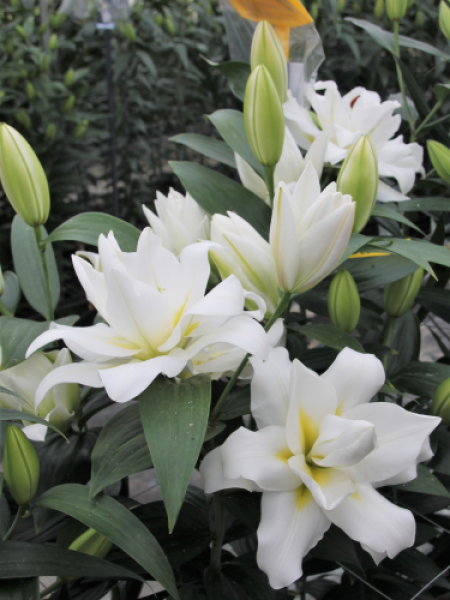 Lily 'Blizzard'