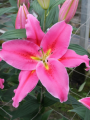 Lily 'Best Regards'