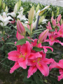 Oriental Lily Best Regards