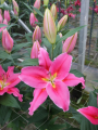 Oriental Lily Best Regards