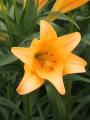 Orange Tumpet Lilium Difference