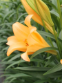 Lilium Difference