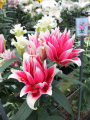 Double Fantasy Double Oriental Lily