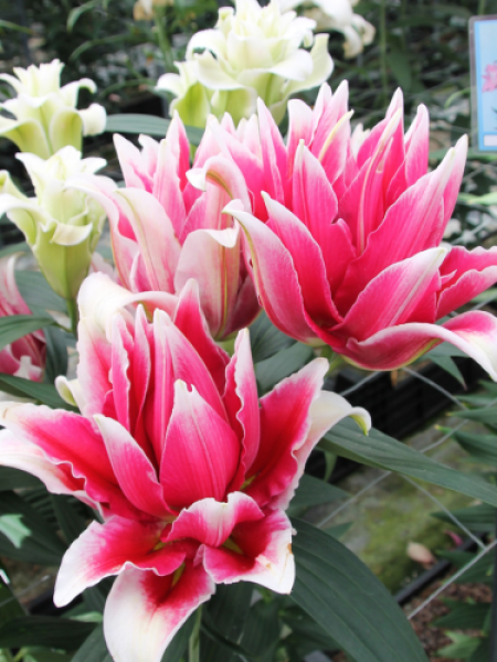 Lily 'Double Fantasy'