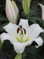 Lily 'Martine'