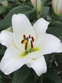Lilium Martine