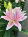 Double oriental Pink Lily