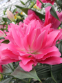 Nerola Double Oriental Pink Lily