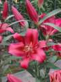 Lilium Oriental Trumpet Red Desire