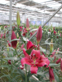 OT Lily Red Desire