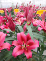 Large Red Desire OT Lily