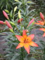 Longiflorum Asiatic Royal Sunset Lily