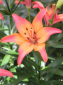 Lily 'Royal Sunset'